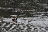 Podiceps cristatus