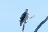 Circaetus gallicus