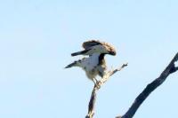 Circaetus gallicus