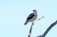 Circaetus gallicus