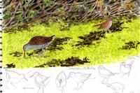 Luscinia megarhynchos