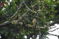 Emberiza cirlus