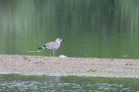 Larus michahellis
