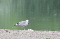 Larus michahellis