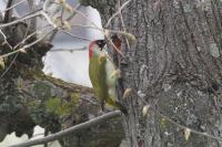Picus viridis