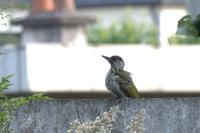 Picus viridis