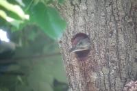 Picus viridis