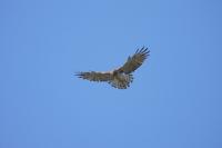 Circaetus gallicus