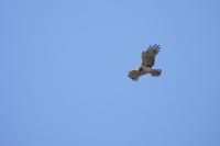 Circaetus gallicus