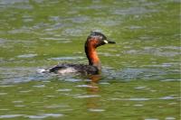 Tachybaptus ruficollis