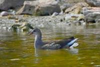 Gallinula chloropus