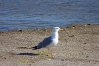 Larus michahellis