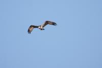 Pandion haliaetus