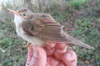 Acrocephalus palustris
