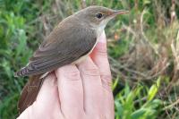 Acrocephalus palustris