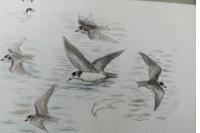 Chlidonias niger