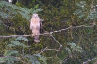 Buteo buteo