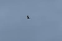 Ciconia ciconia