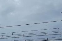 Ciconia ciconia