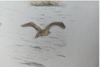 Botaurus stellaris