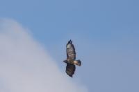 Buteo buteo