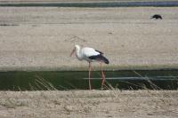 Ciconia ciconia