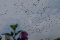 Ciconia ciconia