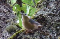 Sitta europaea