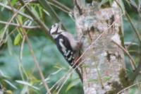 Dendrocopos major