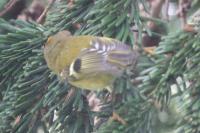 Regulus ignicapilla