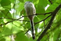 Aegithalos caudatus