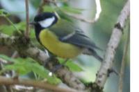 Parus major