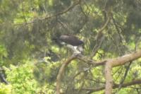 Pandion haliaetus