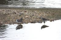 Tringa nebularia