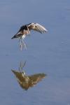 Gallinago gallinago