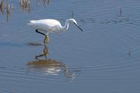 Egretta garzetta
