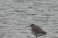 Tringa erythropus