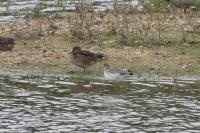Tringa erythropus