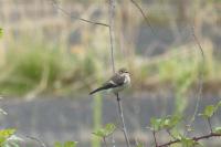 Ficedula hypoleuca