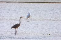 Ardea purpurea