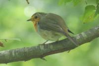 Erithacus rubecula