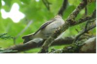 Ficedula hypoleuca