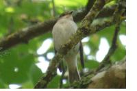 Ficedula hypoleuca