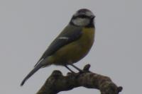 Cyanistes caeruleus