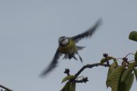 Cyanistes caeruleus