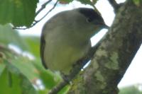 Sylvia atricapilla
