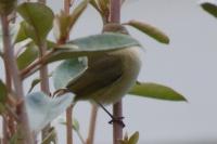 Phylloscopus collybita