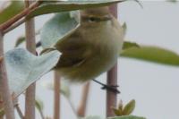 Phylloscopus collybita