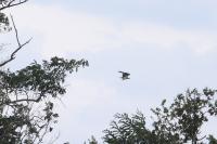 Pandion haliaetus