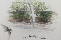 Chlidonias leucopterus